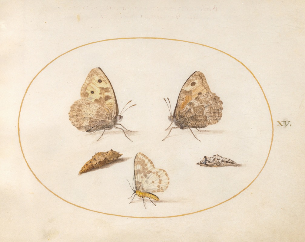 Joris Hoefnagel - Plate 15; Grayling Butterfly, Magpie Moth, and Two Chrysalides