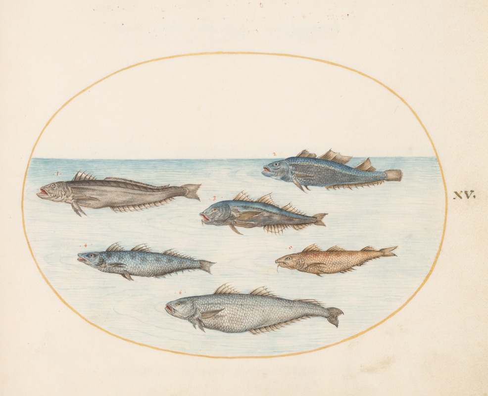 Joris Hoefnagel - Plate 15; Six ‘Asellorum’ Fish (Cod)