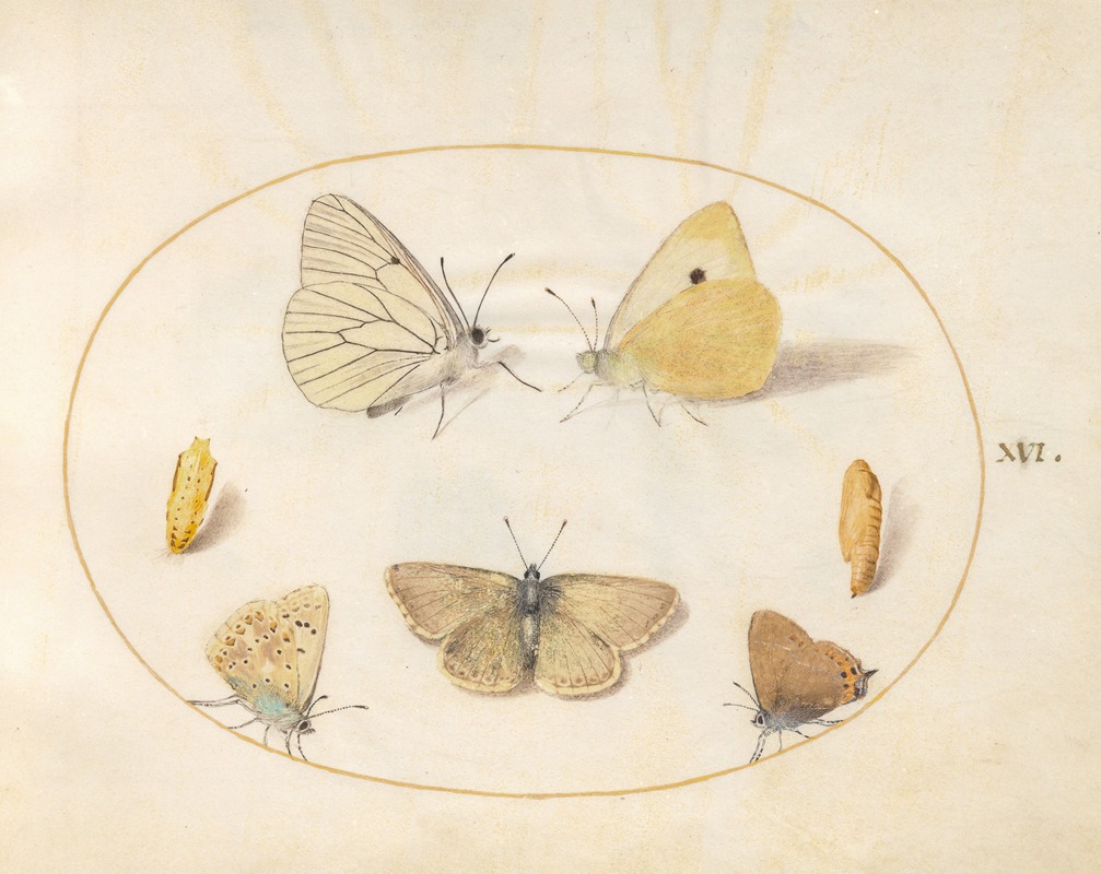 Joris Hoefnagel - Plate 16; Black-Veined White, Clouded Yellow, Black Hairstreak, Geranium Argus, and Common Blue Butterflies with Two Chrysalides