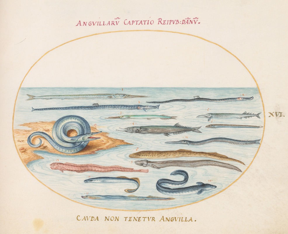 Joris Hoefnagel - Plate 16; Eels, Pipefish, and Needlefish