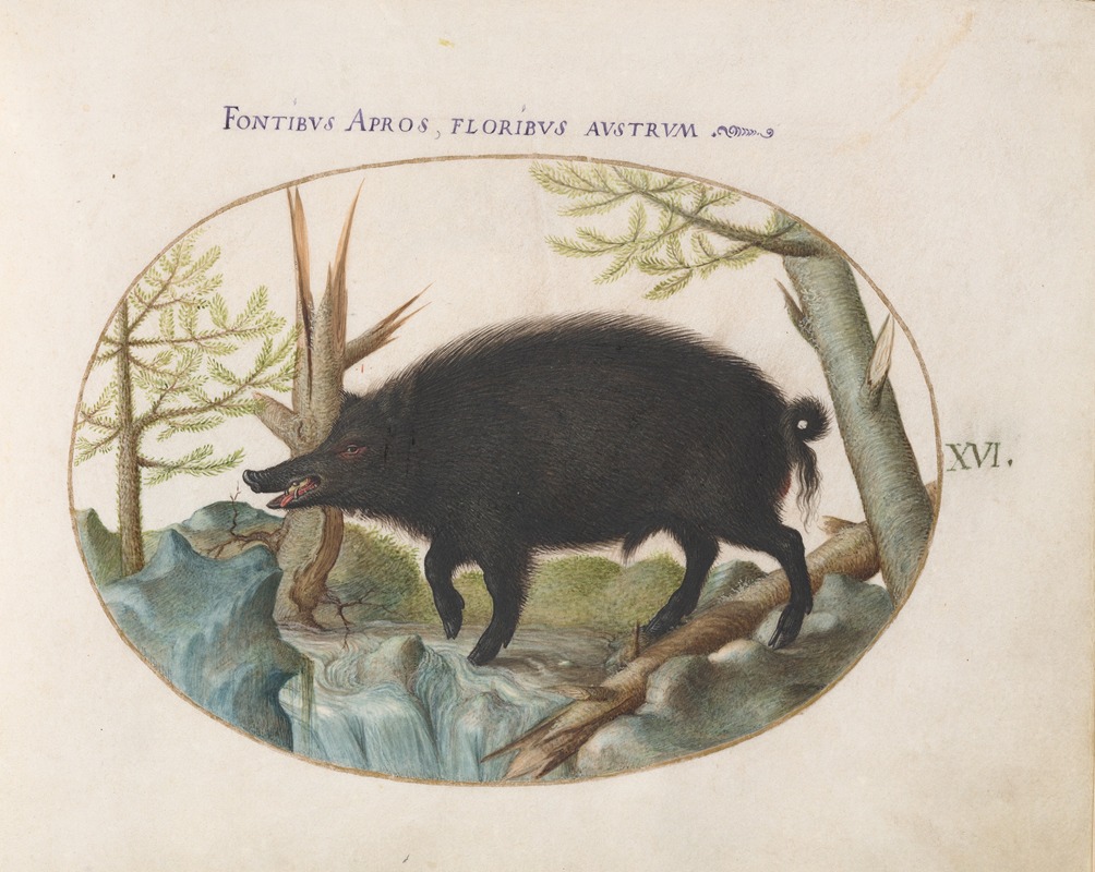 Joris Hoefnagel - Wild Boar