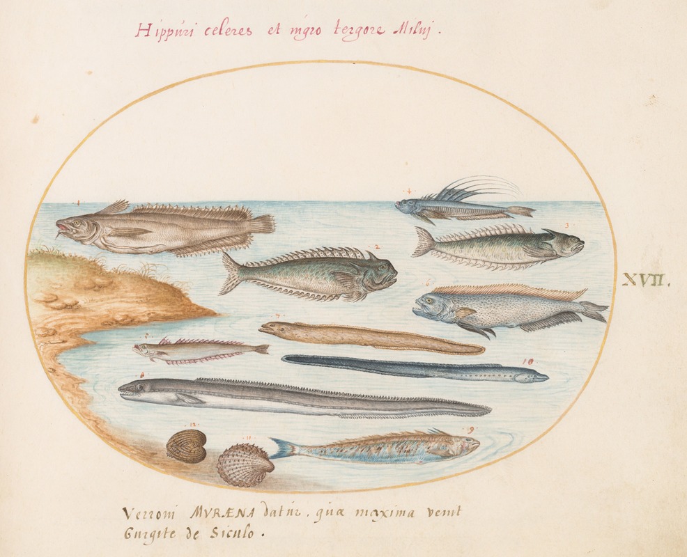 Joris Hoefnagel - Plate 17; A Cod, Weever Fish, Eels, and Other Fish