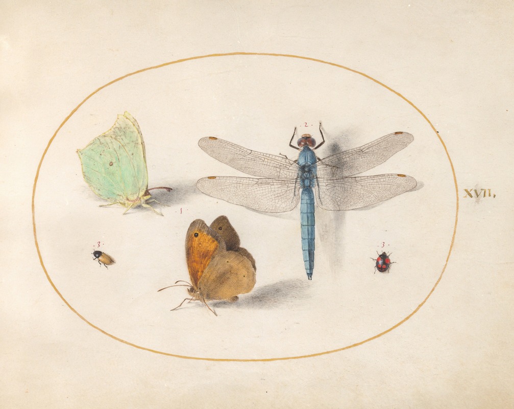 Joris Hoefnagel - Plate 17; Brimstone and Meadow Brown Butterflies, a Blue Chaser, and Two Small Insects