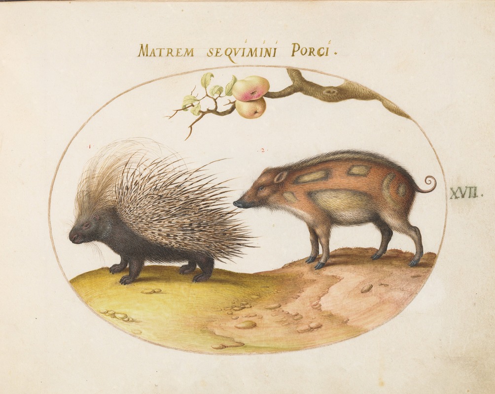 Joris Hoefnagel - Old World Porcupine (Hystrix) and Wild Pig