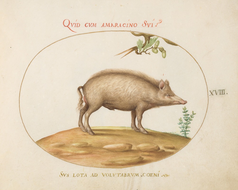 Joris Hoefnagel - A Pig with Acorns