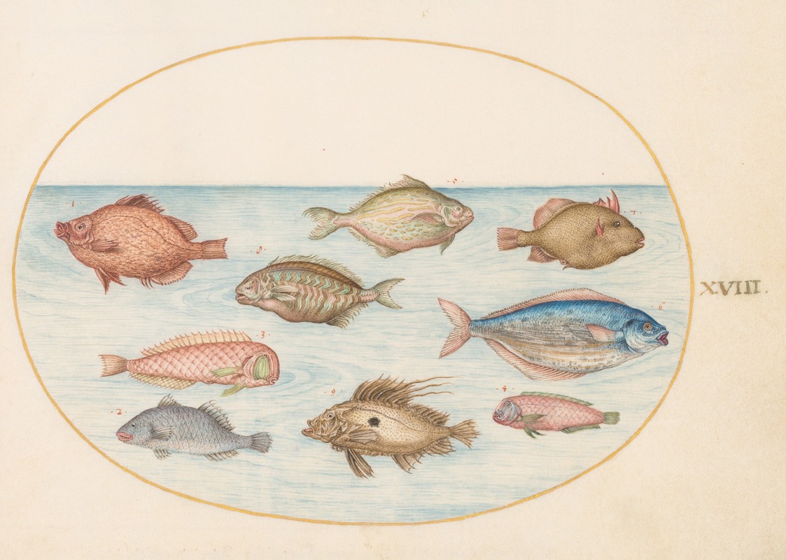 Joris Hoefnagel - Plate 18; Boarfish, Razorfish, Butterfish, a John Dory, and Other Fish