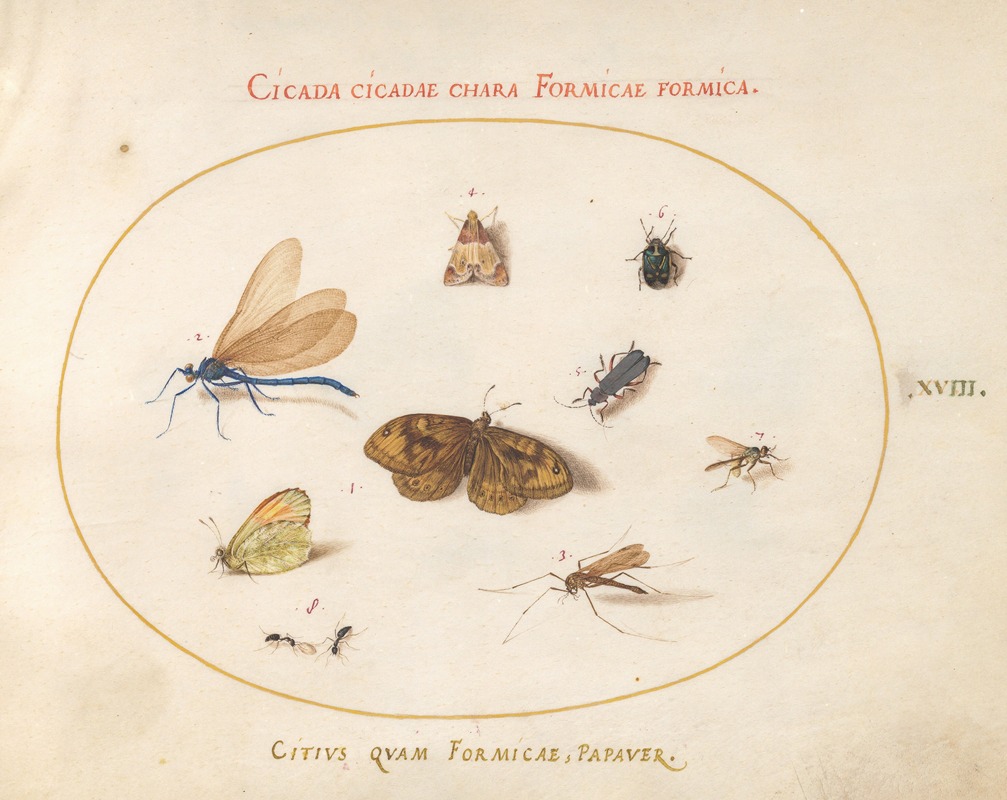 Joris Hoefnagel - Plate 18; Two Butterflies and a Moth with a Damselfly, Two Ants, and Four Other Insects