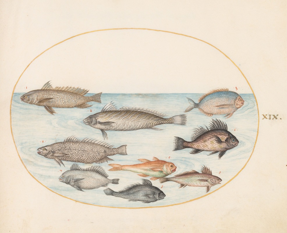 Joris Hoefnagel - Plate 19; A Damselfish and Other Fish, Including Two ‘Coracinis’