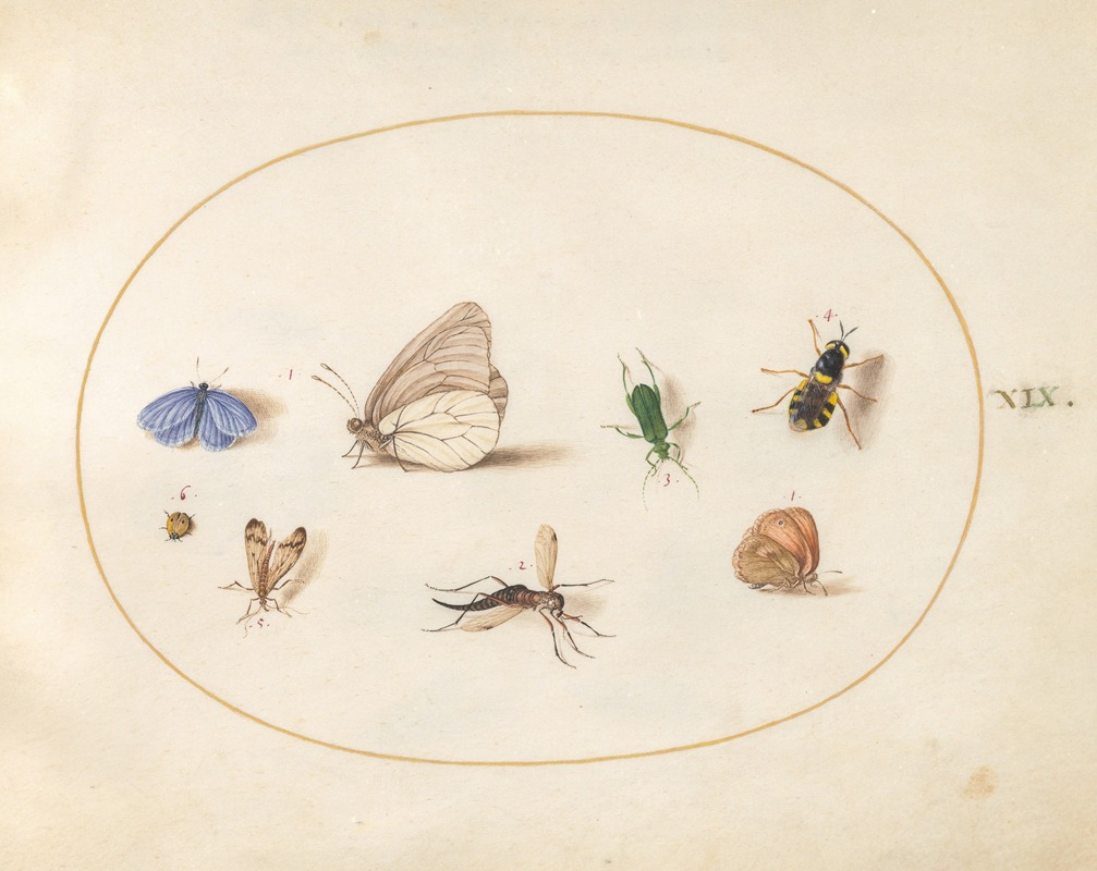 Joris Hoefnagel - Plate 19; Two Butterflies with Five Other Insects