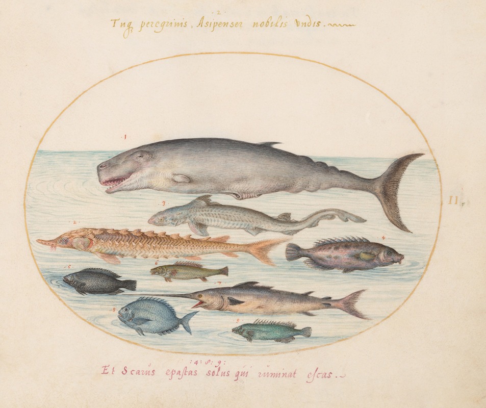 Joris Hoefnagel - Plate 2; Sperm Whale, Sturgeon, Shark, and Other Fish