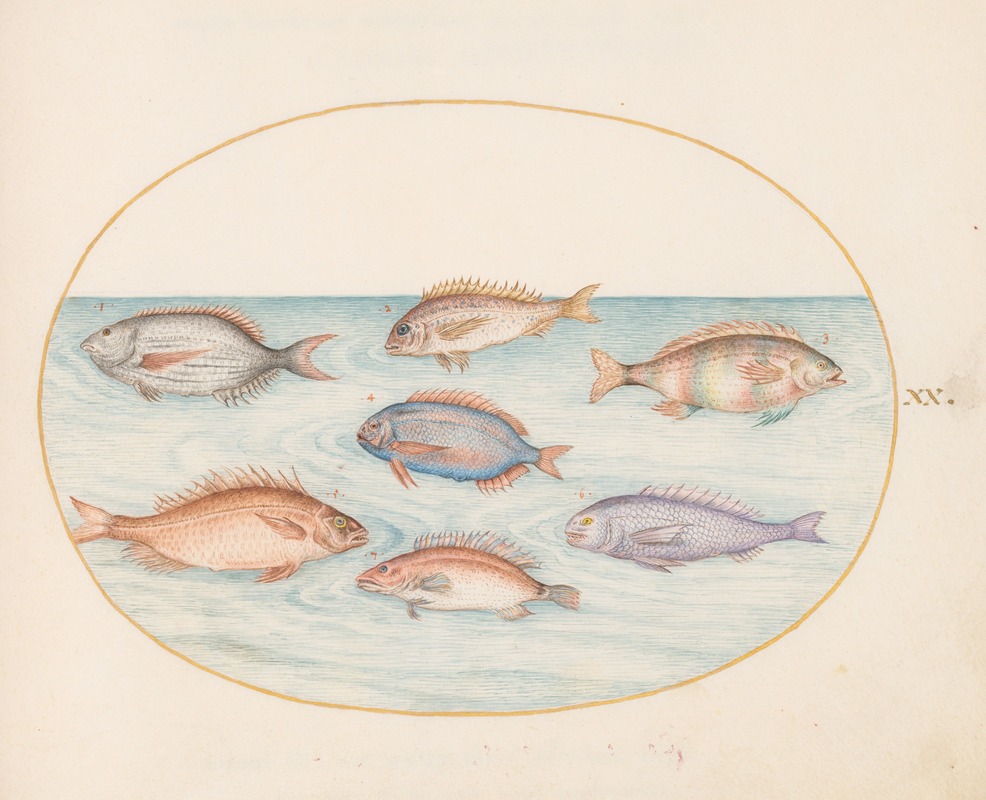 Joris Hoefnagel - Plate 20; Sea Bream, Dentex, Sargo, and Other Fish