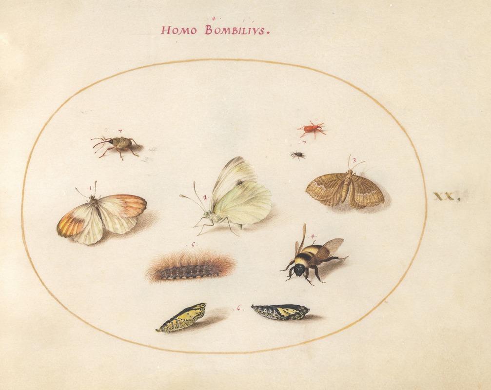 Joris Hoefnagel - Plate 20; Three Butterflies, a Caterpillar, a Bee, Two Chrysalides, and Three Weevils