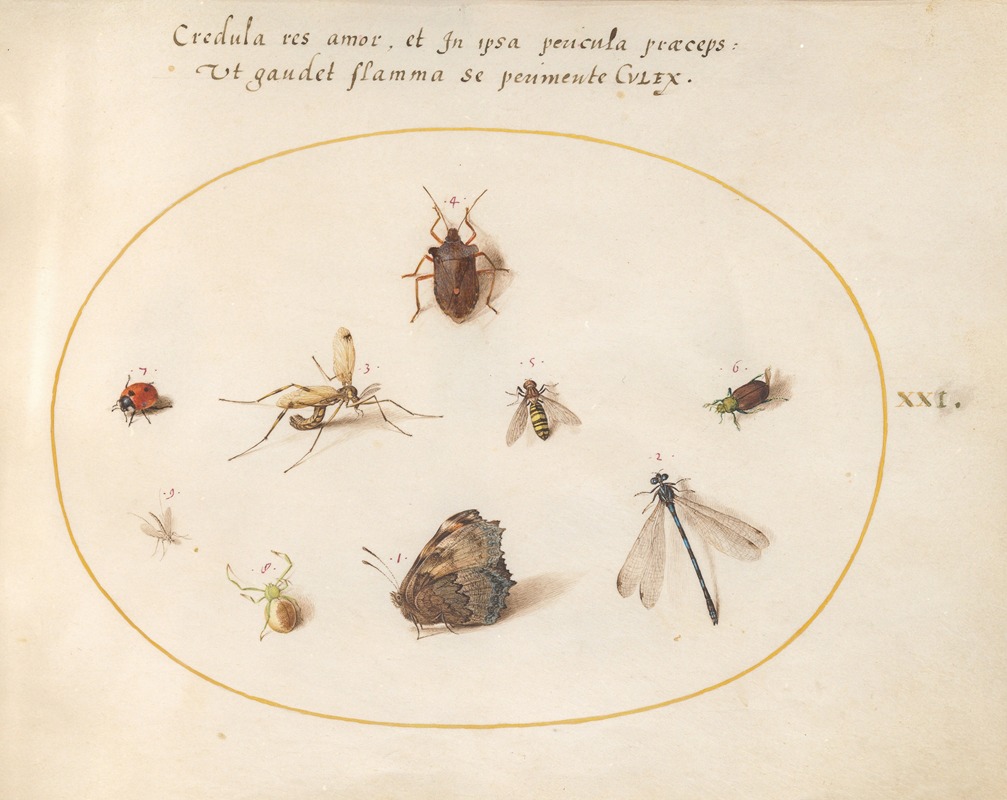 Joris Hoefnagel - Plate 21; A Butterfly with a Dragonfly, a Ladybug, and Five other Insects