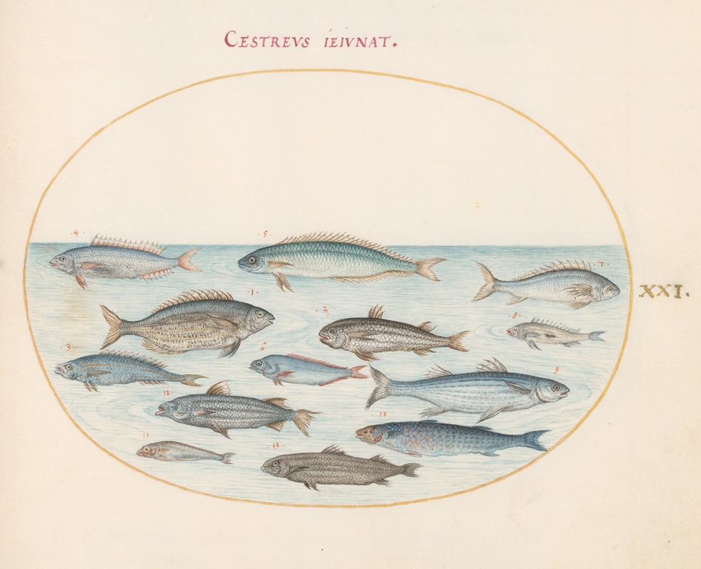 Joris Hoefnagel - Plate 21; Cod and Other Fish