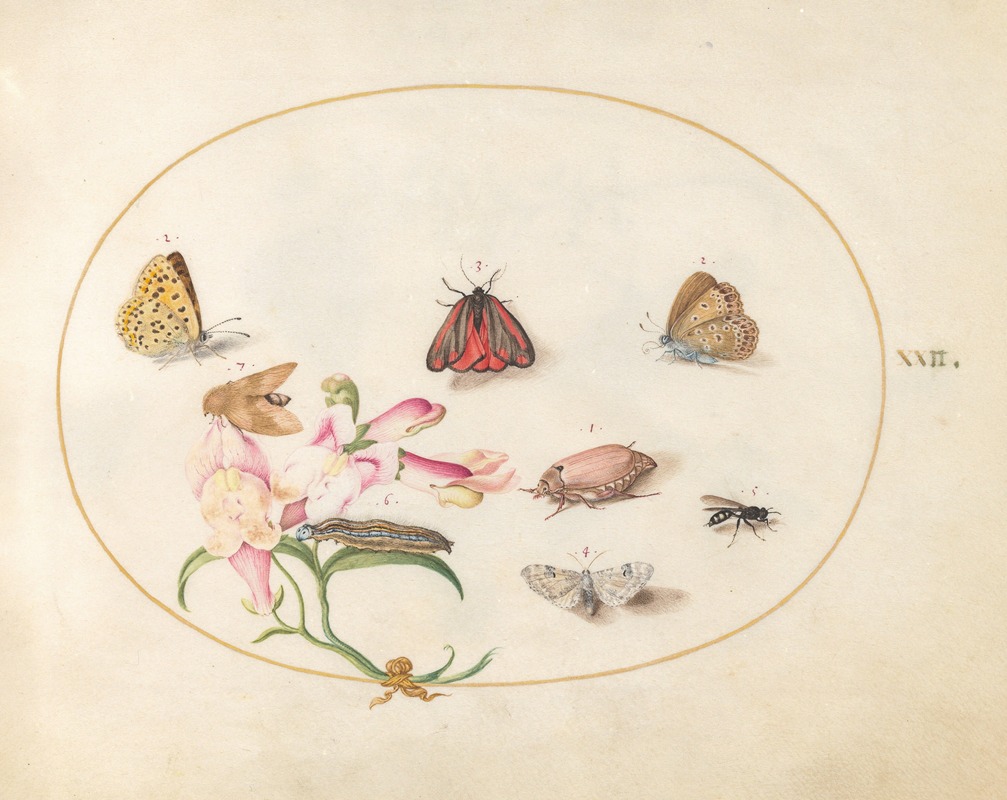 Joris Hoefnagel - Plate 22; A Cinnabar Moth and a Cockchafer with Butterflies, other Insects, and a Snapdragon