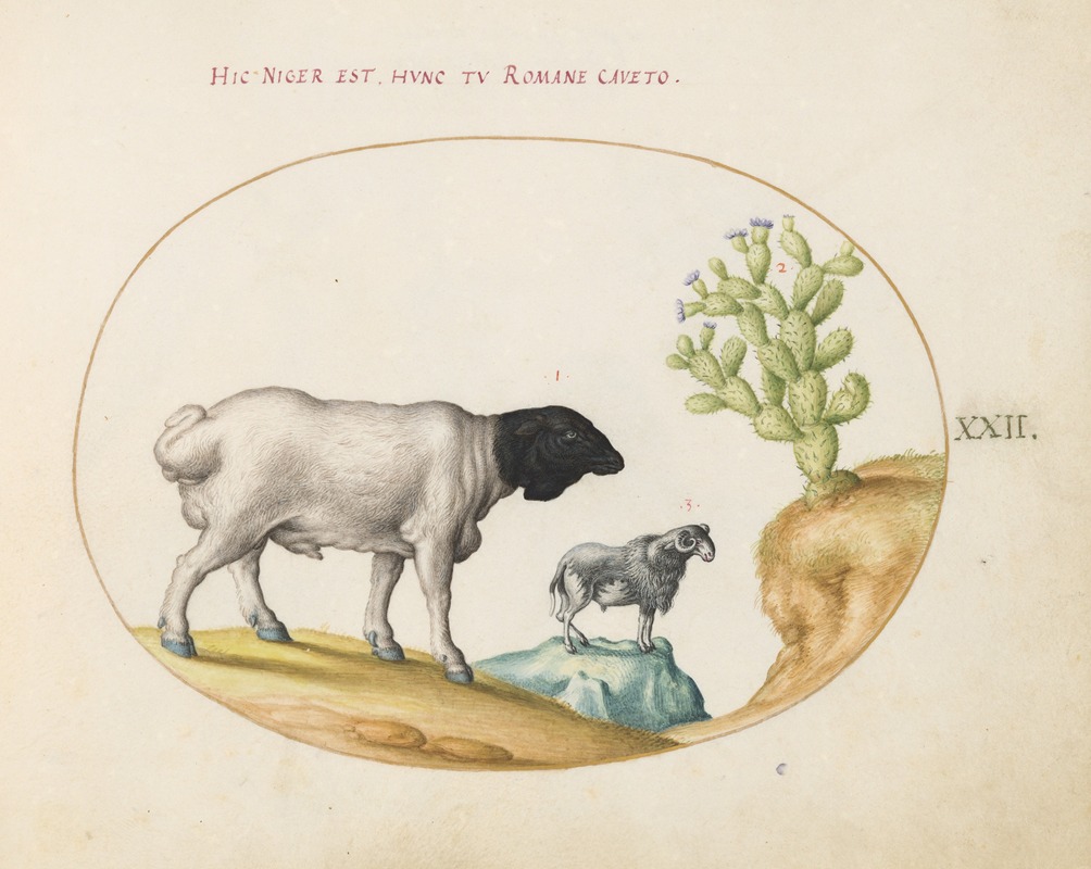 Joris Hoefnagel - Blackhead Persian Sheep and a Sheep with a Long Tail, with a Cactus