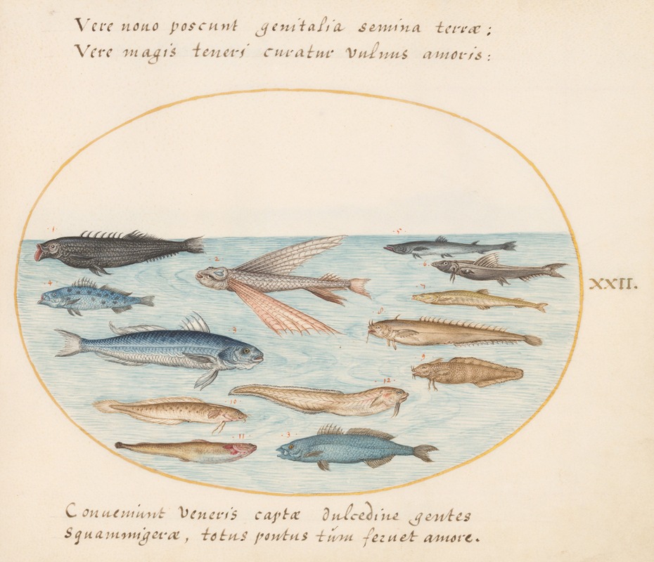 Joris Hoefnagel - Plate 22; Mullet, Flying Fish, Eels, and Other Fish