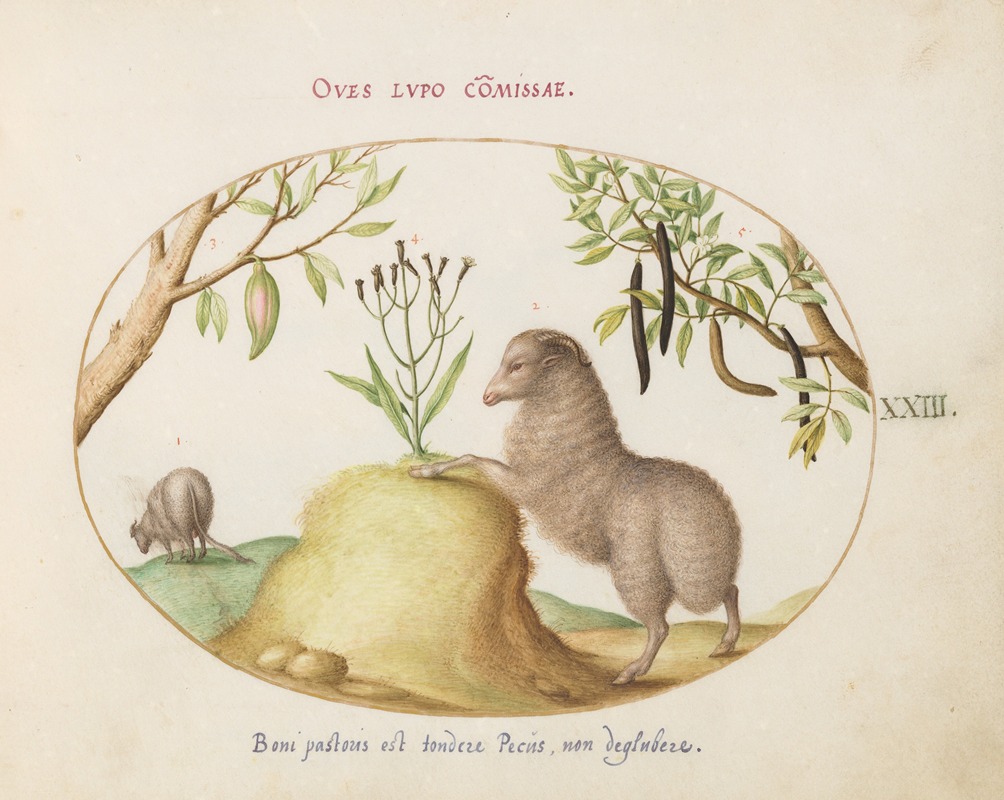 Joris Hoefnagel - A Fat-Tailed Sheep, a Sheep with a Long Tail, a ‘Cassia purgatrix,’and Other Plants