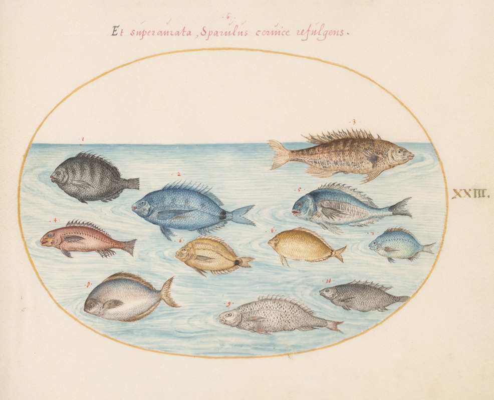 Joris Hoefnagel - Plate 23; Bream and Other Fish