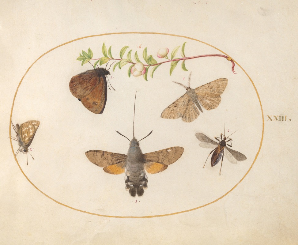 Joris Hoefnagel - Plate 23; Hummingbird Hawk Moth, Butterflies, and Other Insects around a Snowberry Sprig