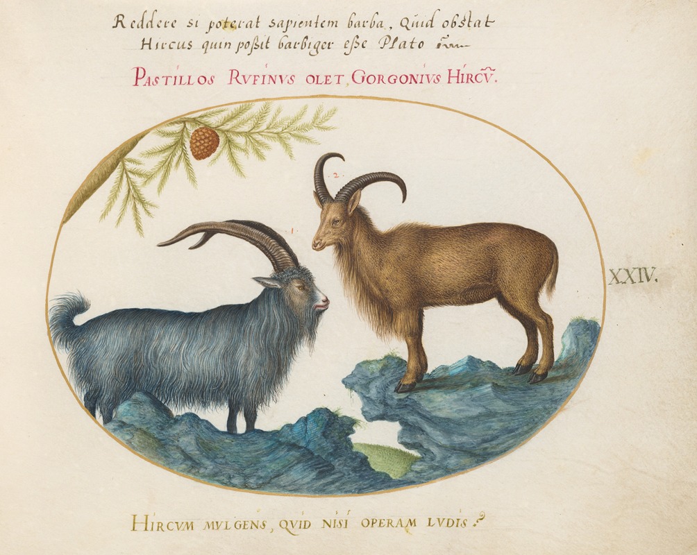 Joris Hoefnagel - A Wild Goat and a Barbary Sheep