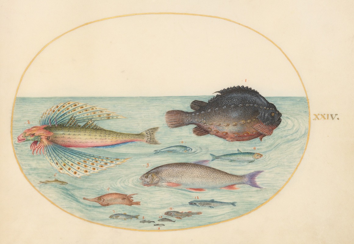 Joris Hoefnagel - Plate 24; Flying Swallow Gurnard, Male Lumpsucker, Longspine Snipefish, and Other Fish