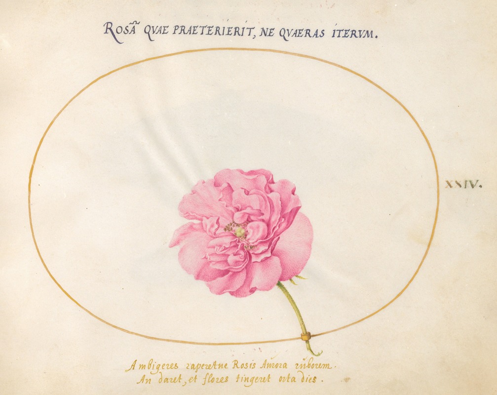 Joris Hoefnagel - Plate 24; Pink Rose