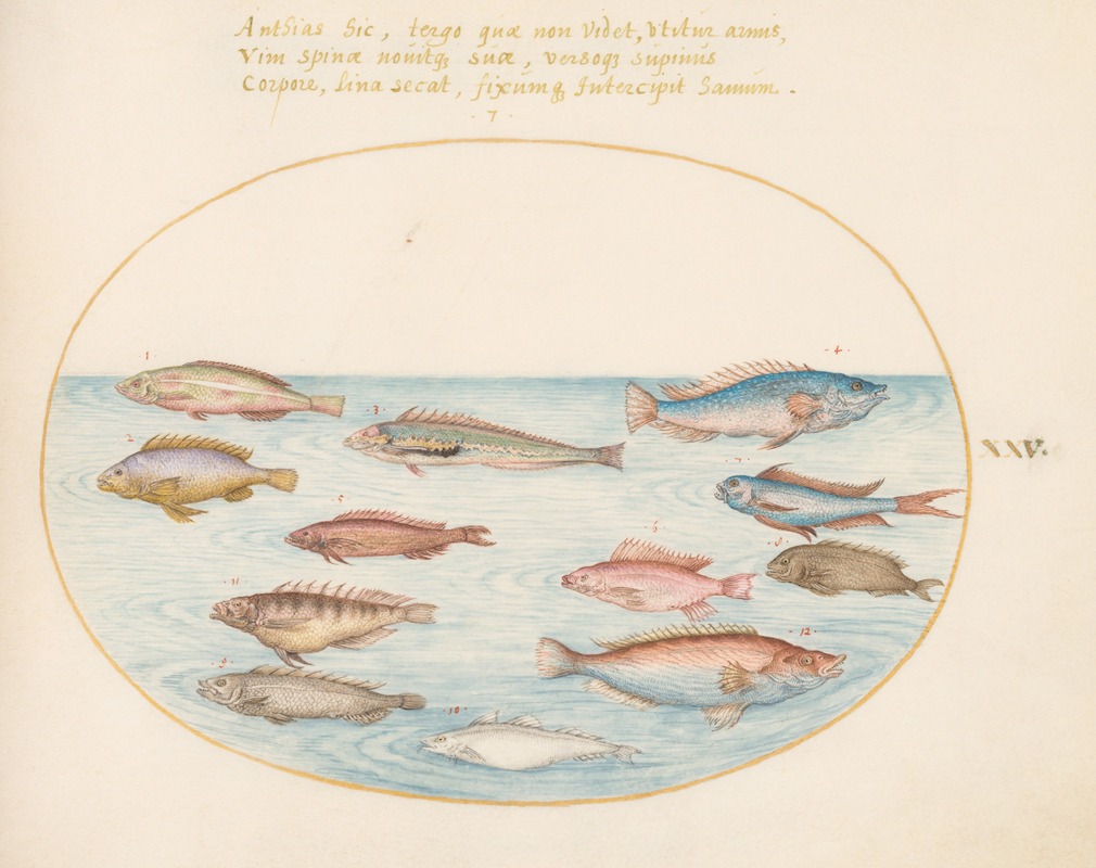 Joris Hoefnagel - Plate 25; Mediterranean Rainbow Wrasse, Other Wrasse, a Swallowtail Sea Perch, Several ‘Anthiae,’ and Other Fish