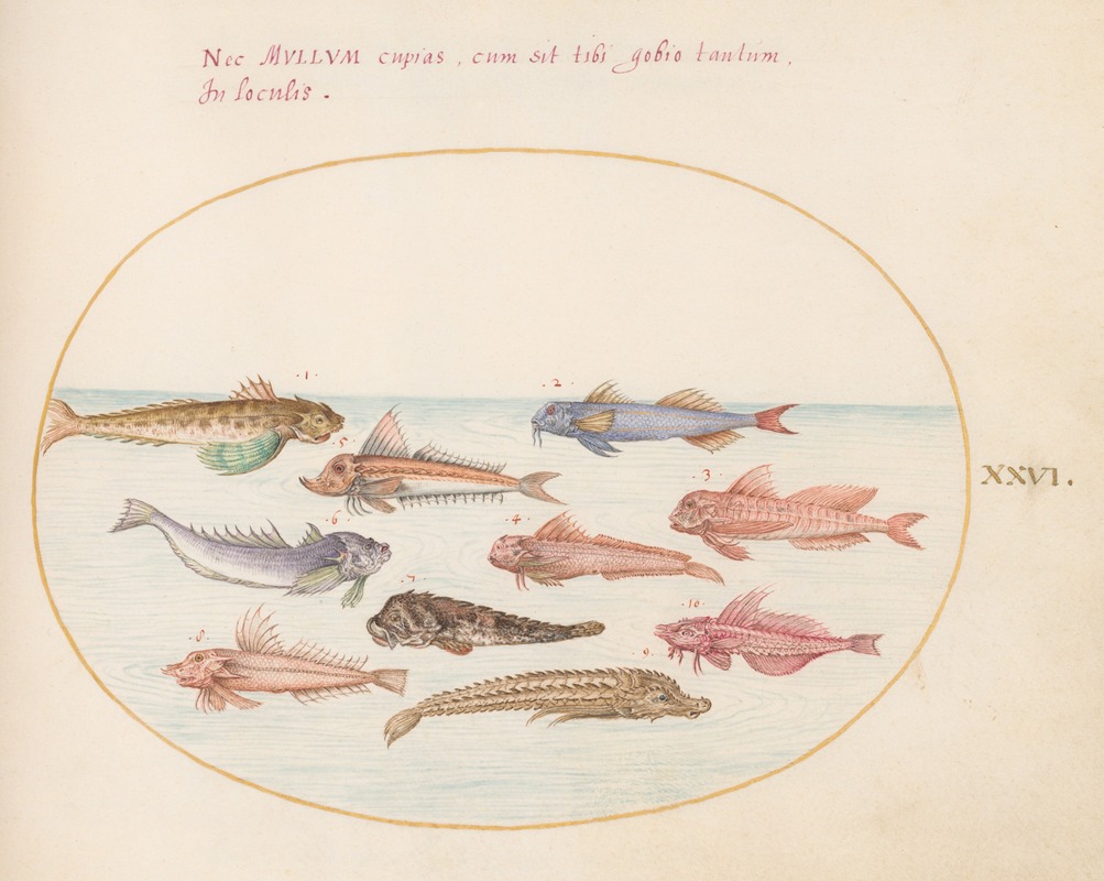 Joris Hoefnagel - Plate 26; Gurnards, Dragonets, and Other Fish