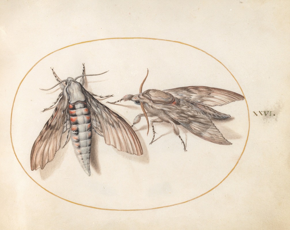 Joris Hoefnagel - Plate 26; Two Hawk Moths