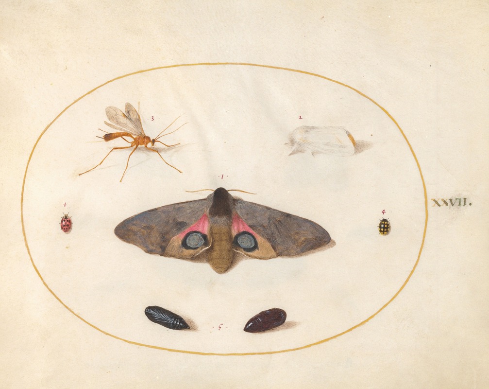 Joris Hoefnagel - Plate 27; An Eyed Hawk-Moth, Two Chyrsalides, and Other Insects