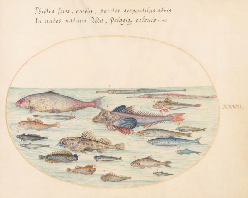 Joris Hoefnagel - Plate 27; Blennies, Scorpion Fish, and Other Fish