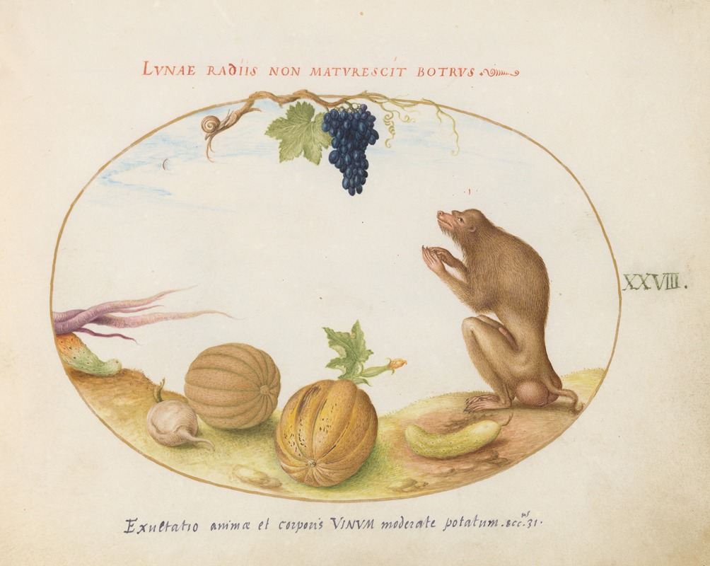 Joris Hoefnagel - A ‘Tartarine’ (Barbary Macaque) with Fruit and a Snail