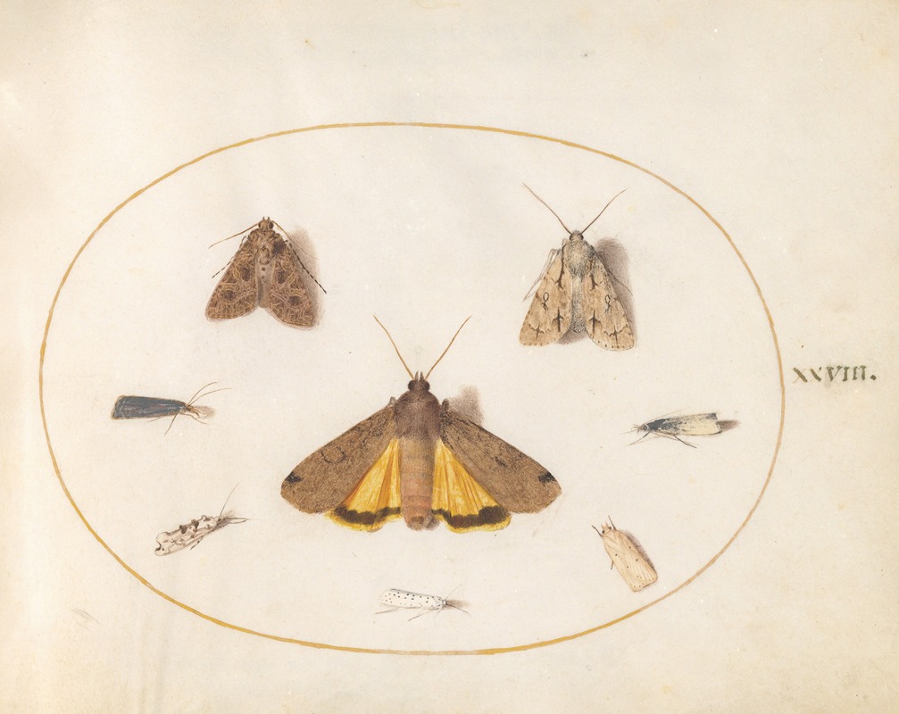 Joris Hoefnagel - Plate 28; Eight Moths, Including a Large Yellow Underwing and Grey Dagger