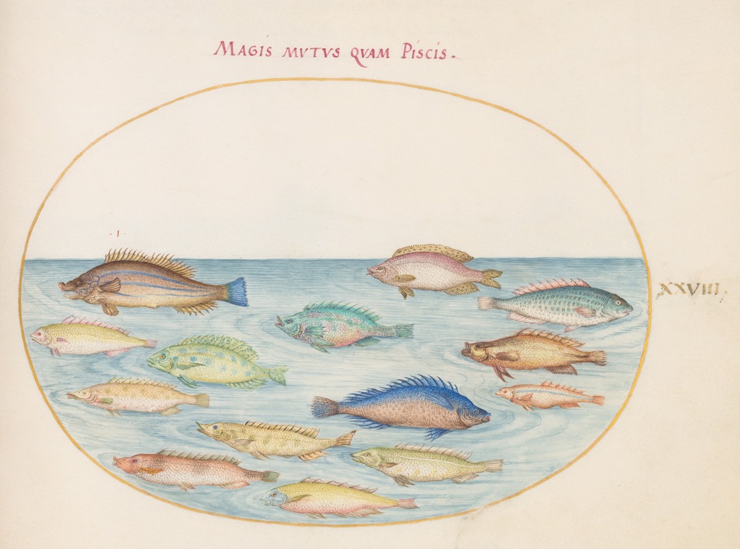 Joris Hoefnagel - Plate 28; Sea Bream and Other Fish