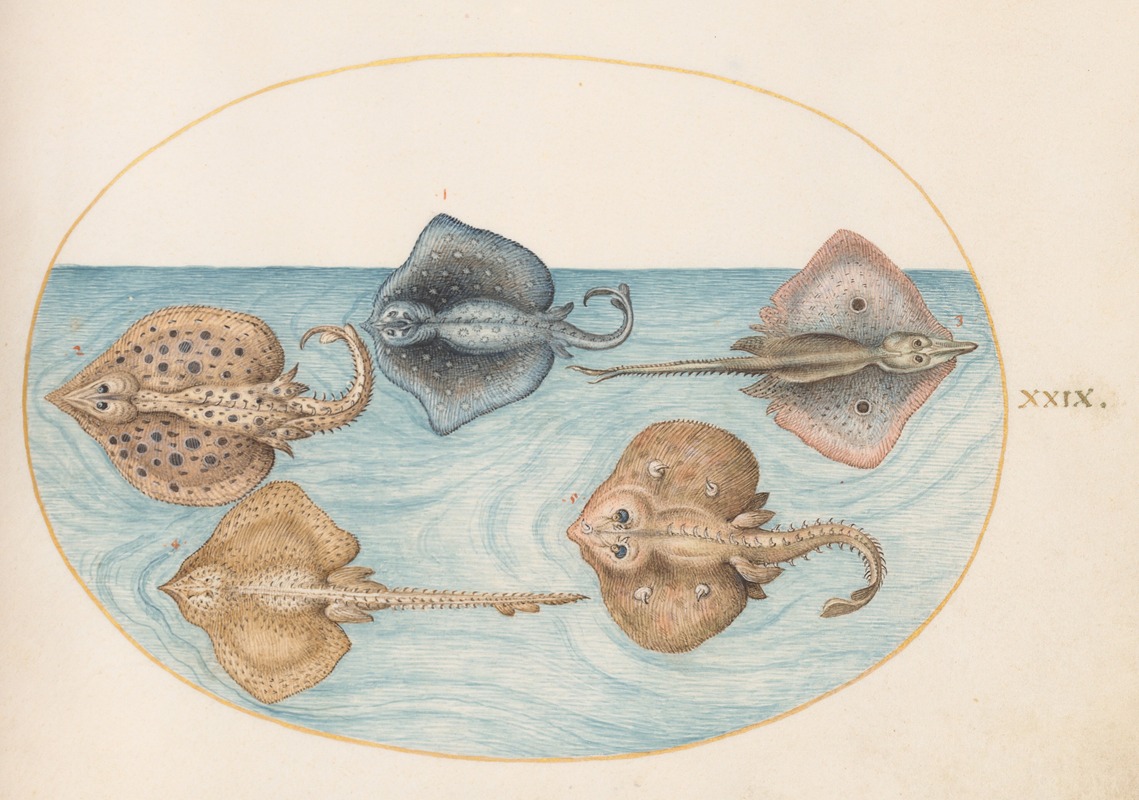 Joris Hoefnagel - Plate 29; Homelyn Ray and Four Other Rays or Skates