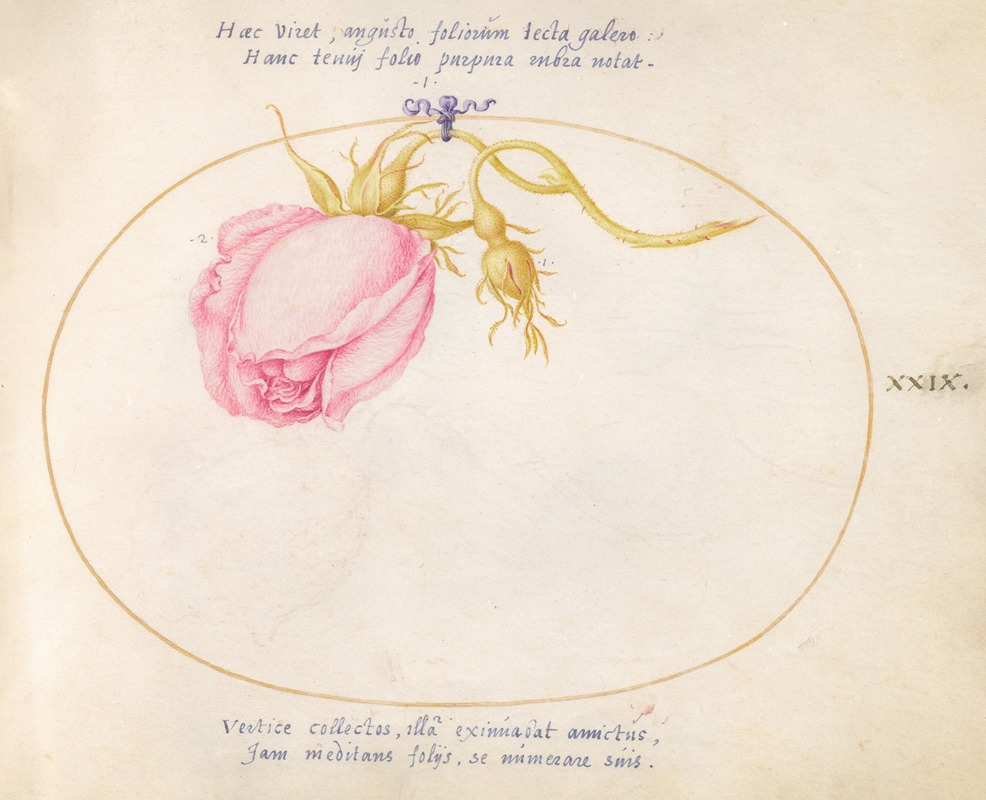 Joris Hoefnagel - Plate 29; Pink Rose and Rosebud