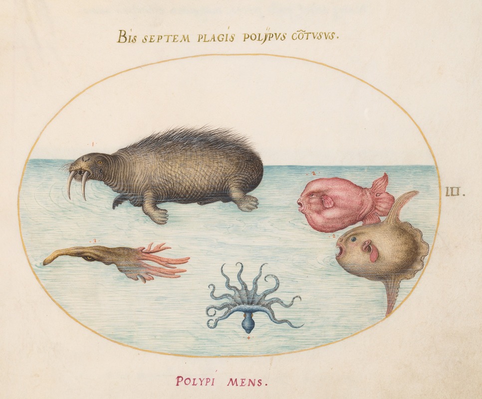 Joris Hoefnagel - Plate 3; A Walrus, a Nine-Legged Octopus, and Ocean Sunfish