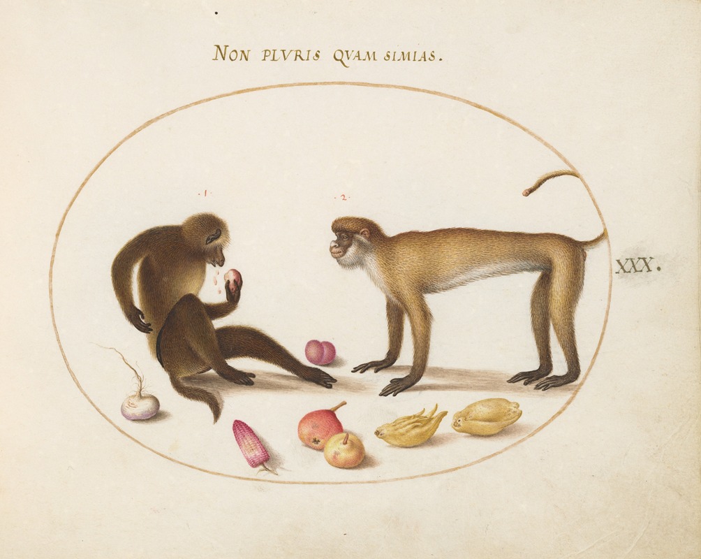 Joris Hoefnagel - Two Monkeys