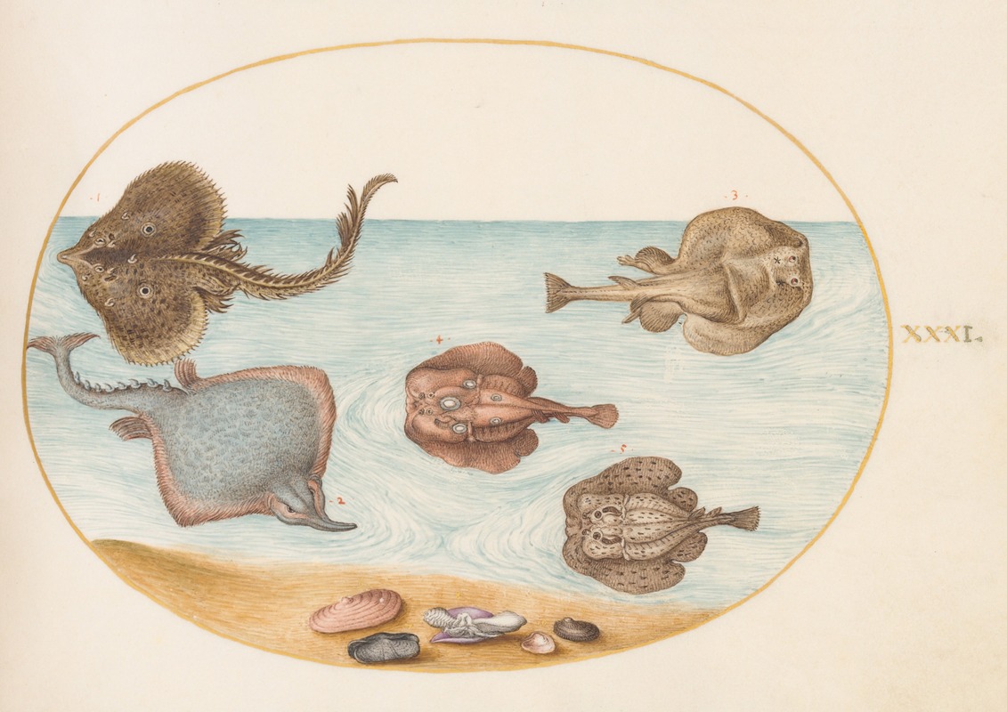 Joris Hoefnagel - Plate 31; Marbled Electric Ray with Other Skates or Rays, Shells, and a Mollusk in Its Shell