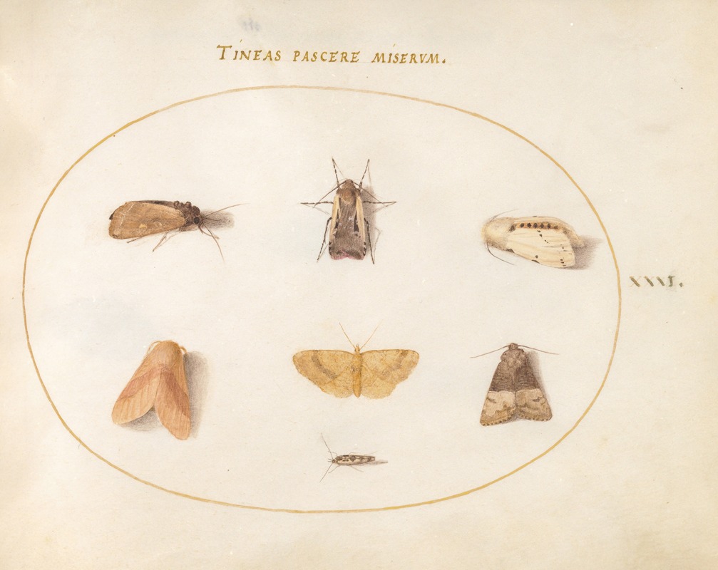 Joris Hoefnagel - Plate 31; Seven Moths