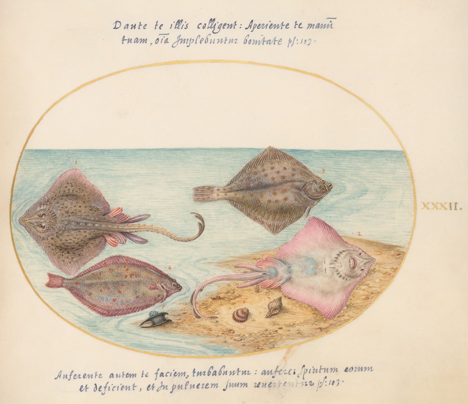 Joris Hoefnagel - Plate 32; Skates with an Egg Case and Two Flat Fish