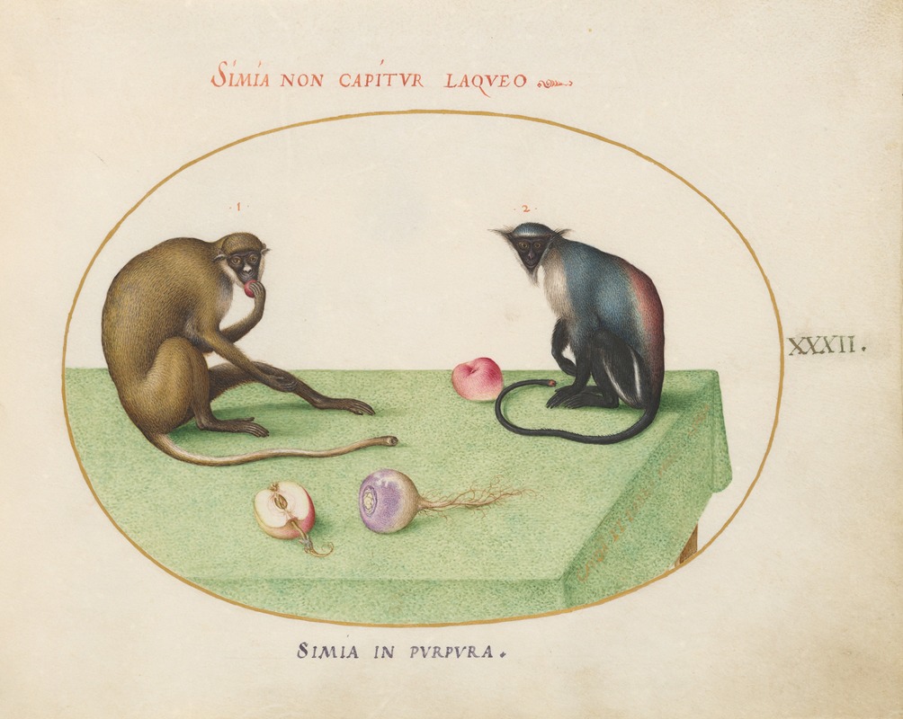 Joris Hoefnagel - Two Monkeys on a Table