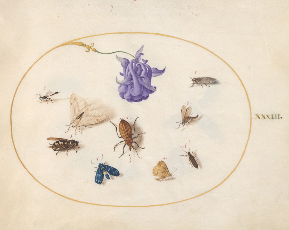 Joris Hoefnagel - Plate 33; Moth and Butterfly with other Insects and a Columbine Flower