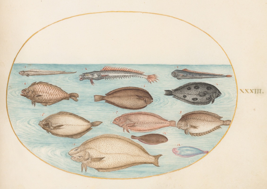 Joris Hoefnagel - Plate 33; Sole and Other Flatfish with Bandfish