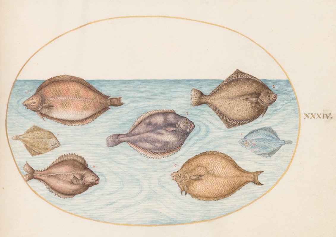 Joris Hoefnagel - Plate 34; Seven Flatfish