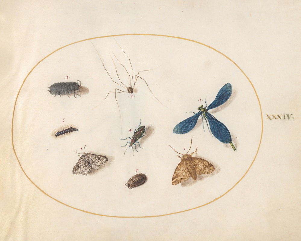 Joris Hoefnagel - Plate 34; Two Moths with a Spider, a Caterpillar, a Damselfly, and Other Insects