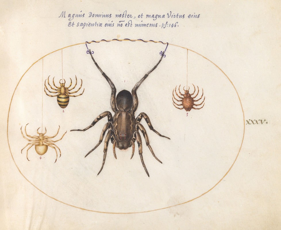 Joris Hoefnagel - Plate 35; A Wolf Spider and Three Other Spiders