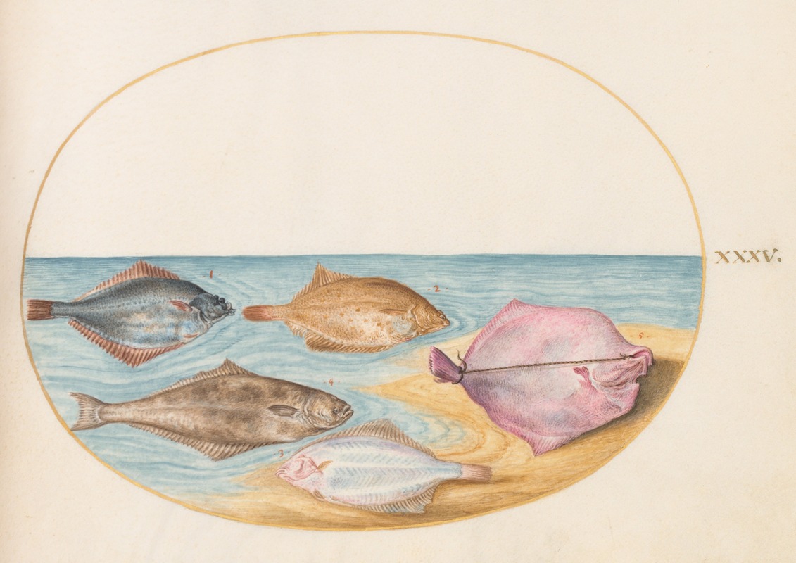 Joris Hoefnagel - Plate 35; The Undersides of Turbot and Other Flat Fish