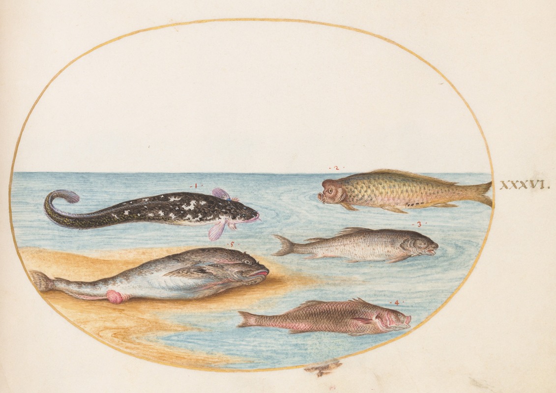 Joris Hoefnagel - Plate 36; Five Fish, Including Carp